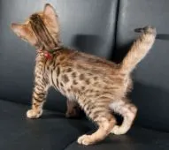 ベンガル【茨城県・女の子・2017年7月19日・ブラウンスポテッドタビー】の写真3「９月１７日撮影」