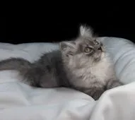 サイベリアン【茨城県・男の子・2018年11月28日・ブルータビー&ホワイト】の写真3「２月1１日撮影」