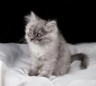 サイベリアン【茨城県・男の子・2018年11月28日・ブルータビー&ホワイト】の写真4「２月1１日撮影」