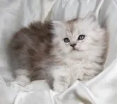 サイベリアン【茨城県・女の子・2023年2月5日・シェーデッドシルバー&ホワイト】の写真4「３月２４日撮影」