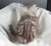 サイベリアン【茨城県・女の子・2023年2月5日・シェーデッドシルバー&ホワイト】の写真5「３月２４日撮影」