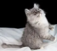 サイベリアン【茨城県・男の子・2018年11月28日・ブルータビー&ホワイト】の写真5「２月1１日撮影」