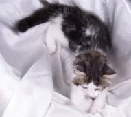 サイベリアン【茨城県・女の子・2022年3月6日・ブラウンタビー&ホワイト】の写真5「５月８日撮影」