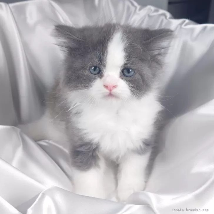 ID：2505-02690の子猫