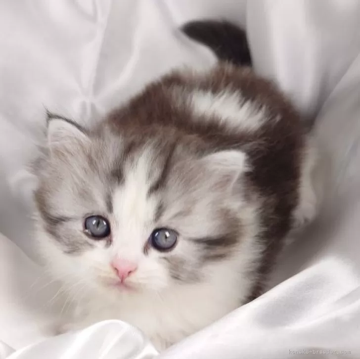 サイベリアン【茨城県・女の子・2025年9月10日・シルバータビー&amp;ホワイト】の写真1