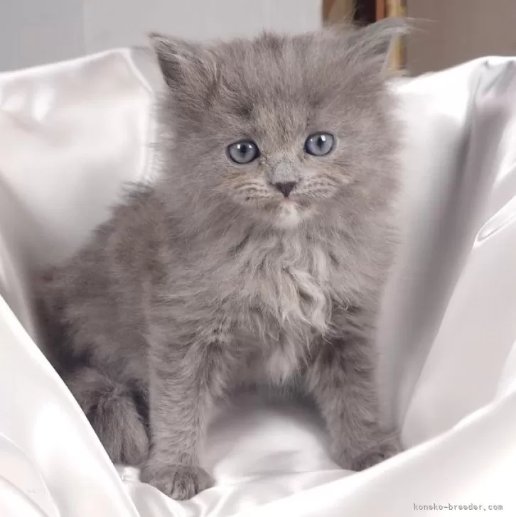 ID：2502-00530の子猫