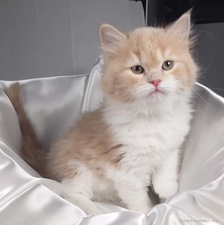 サイベリアン【茨城県・女の子・2024年12月30日・クリーム&amp;ホワイト】の写真1