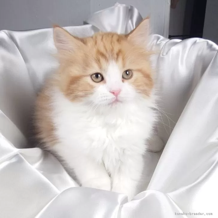 ID:2503-00549の子猫