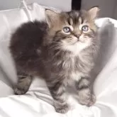 サイベリアン【茨城県・男の子・2025年9月10日・ブラウンタビー&ホワイト】の写真2