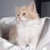 サイベリアン【茨城県・女の子・2024年12月30日・クリーム&ホワイト】の写真3