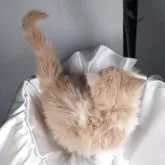 サイベリアン【茨城県・女の子・2024年12月30日・クリーム&ホワイト】の写真5