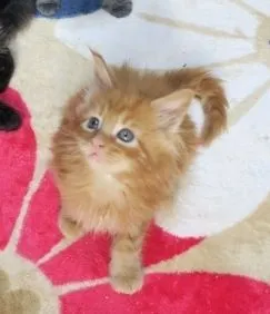 ID：1701-00041の子猫