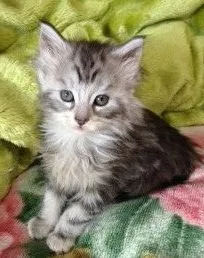 ID：1502-00216の子猫