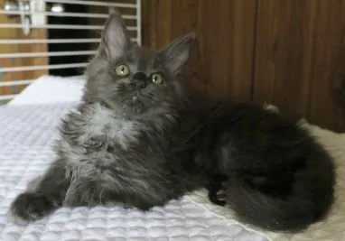 ID:1907-01685の子猫