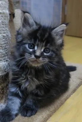 ID:1804-01310の子猫