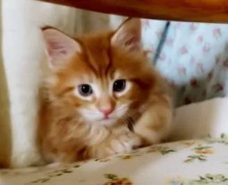 ID:1806-01213の子猫
