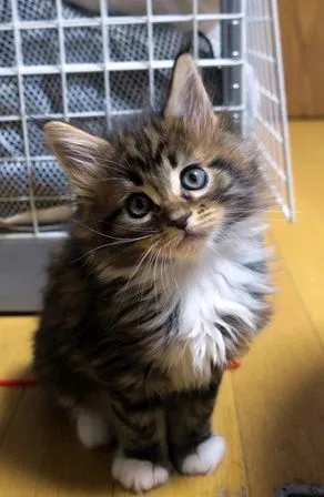 ID:2104-00873の子猫