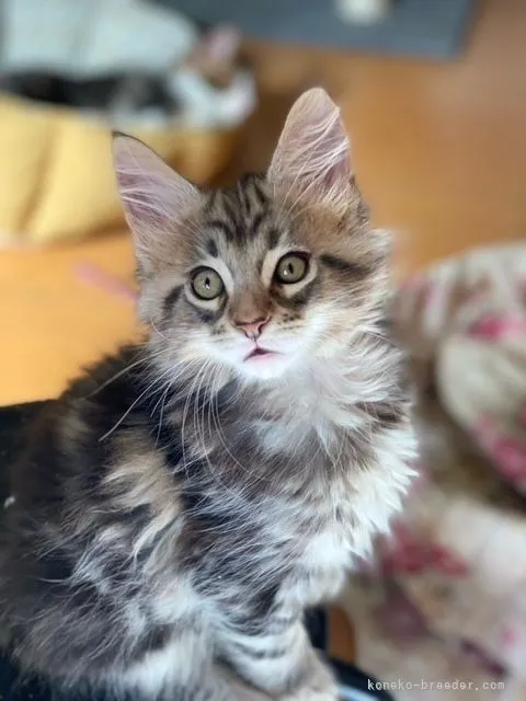 ID:2108-01172の子猫