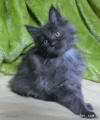 ID:1511-00469の子猫
