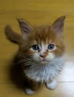 ID：1906-01479の子猫
