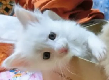 ID：1412-00140の子猫