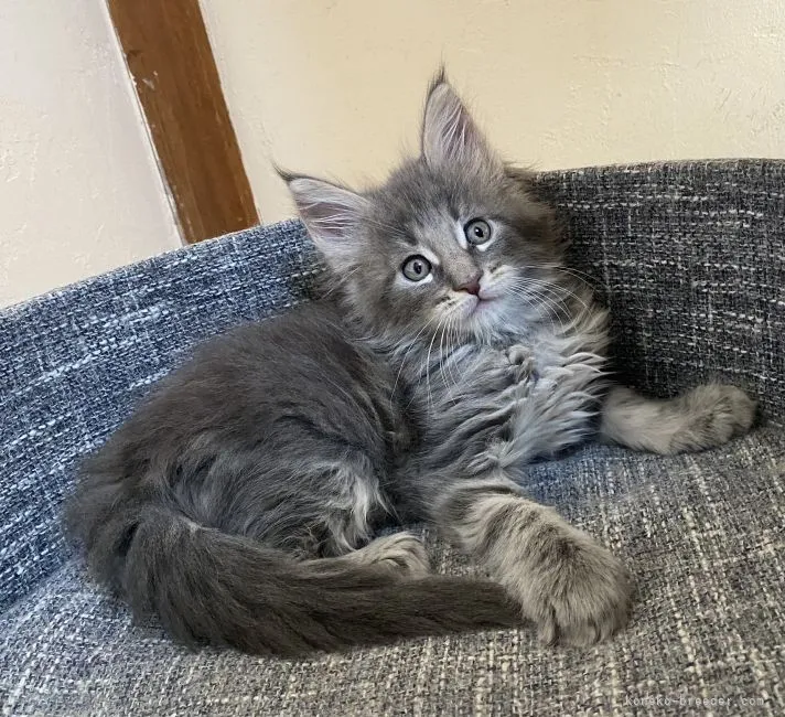ID:2108-01171の子猫