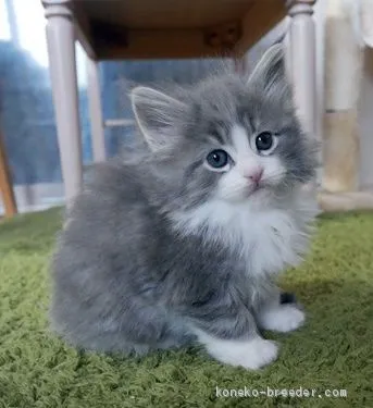 ID:2102-00265の子猫
