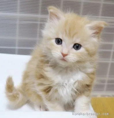 ID:1602-00131の子猫