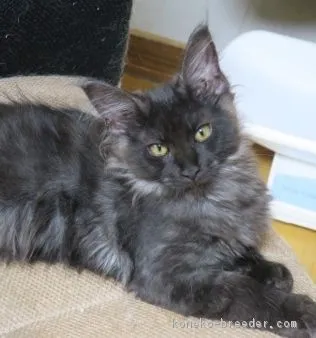 ID:1708-00024の子猫