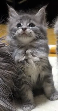 ID:2104-00866の子猫