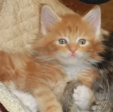 ID:1403-00028の子猫