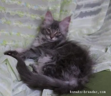 ID:1607-00249の子猫