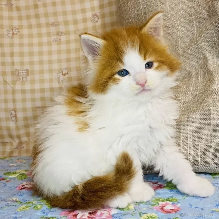 ID:2403-02653の子猫