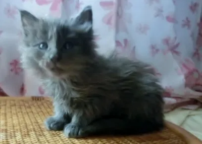 ID:1404-00252の子猫