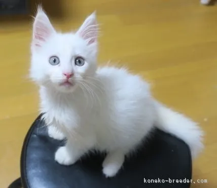 ID:1808-00125の子猫