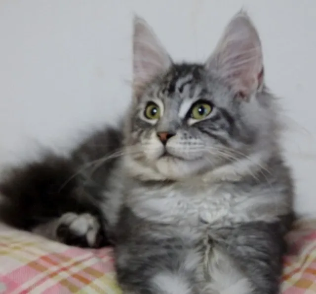 ID：1311-00071の子猫