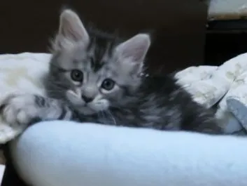 ID:1806-01243の子猫