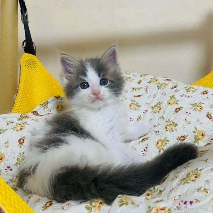 ID:2208-00926の子猫