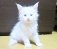 メインクーン【北海道・男の子・2018年5月17日・】の写真2「6/26撮影」