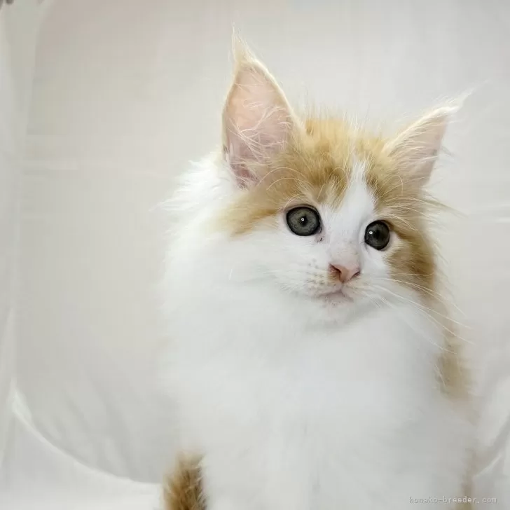 ID:2505-02890の子猫