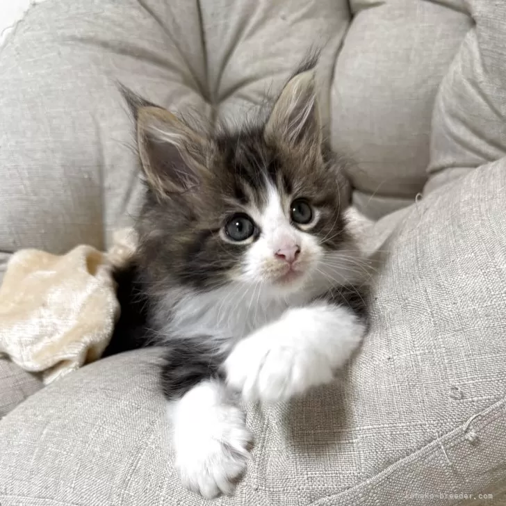 ID:2505-02558の子猫