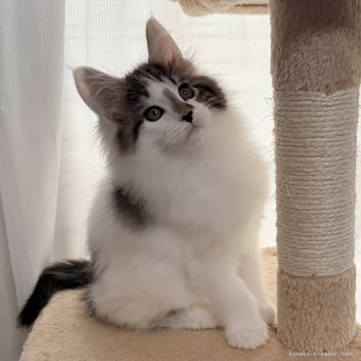 ID:2501-01434の子猫