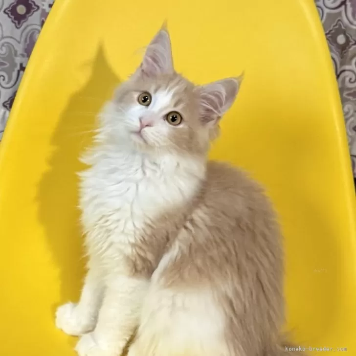 メインクーン【北海道・女の子・2025年7月31日・クリームタビー&amp;ホワイト】の写真1「今月末には生後4ヶ月だんだんと大人のメインクーンの顔になってきました」