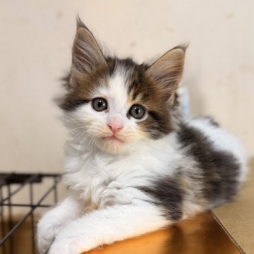 メインクーン【北海道・女の子・2025年7月14日・ブラウンタビー&ホワイト】の写真「華やかな顔立ち」