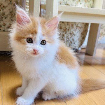 メインクーン【北海道・女の子・2025年7月31日・レッドタビー&ホワイト】の写真「姉妹の中で1番小さいですが可愛さは姉妹の中で一番‼」