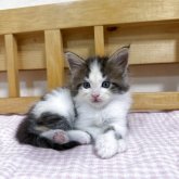 メインクーン