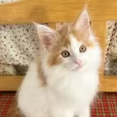 メインクーン