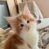 メインクーン