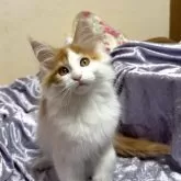 メインクーン