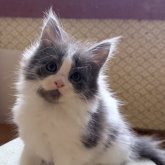 メインクーン